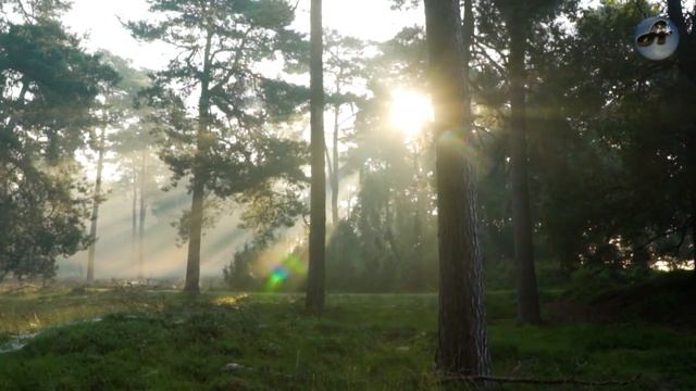 ? Ночью Протяжный Вой, взбудоражил всю округу. (Продолжение истории про Белку ?) смотреть онлайн