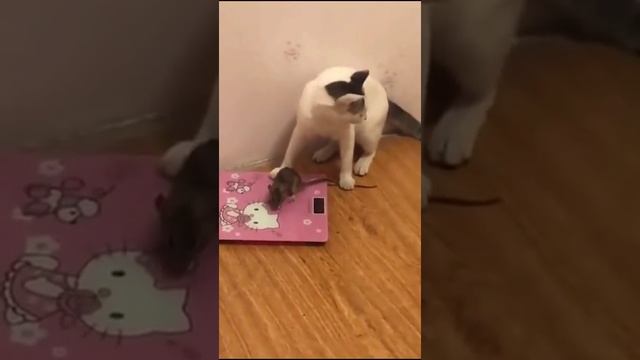 взвешивание. mp4 смотреть онлайн