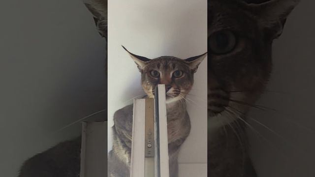 Каракет Люся , кошка-паук.The big cat Caracal climbs like a spider. #caracal #cat #cute #каракал смотреть онлайн