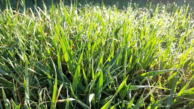 травка зеленеет, солнышко блестит #траваудома #зелень смотреть онлайн