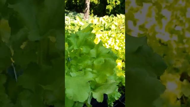 гейхера Лайм Мармелад #растенияворонеж #гейхера смотреть онлайн