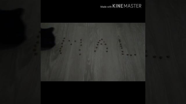 Клип Наследники 2 в кошачьем исполнении "What's my name" смотреть онлайн