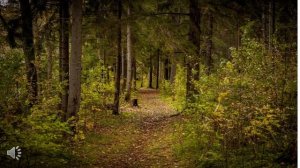 Видеопрезентация "Лес-наше богатство".