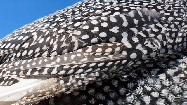 Птицы (хохлатый и цесарка) смотреть онлайн