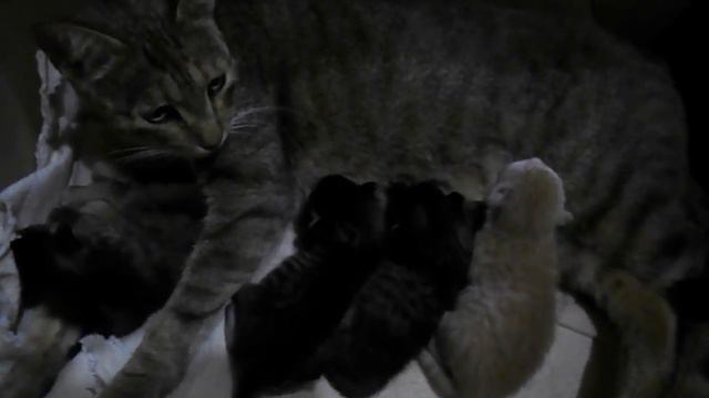 Мурка опять или снова, родила четырёх котят. смотреть онлайн