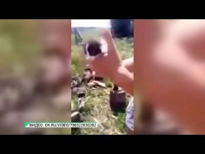 "В Алтайском крае школьница отрубила голову котёнку" (Будни, 25.07.18г., Бийское телевидение)