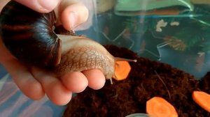 Африканская гигантская улитка-Ахатина. Содержание. Кормление. Размножение.