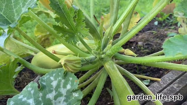 Кабачки. Уход, подкормка, полив и как правильно снимать урожай смотреть онлайн