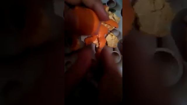 Не ешьте мандарины смотреть онлайн
