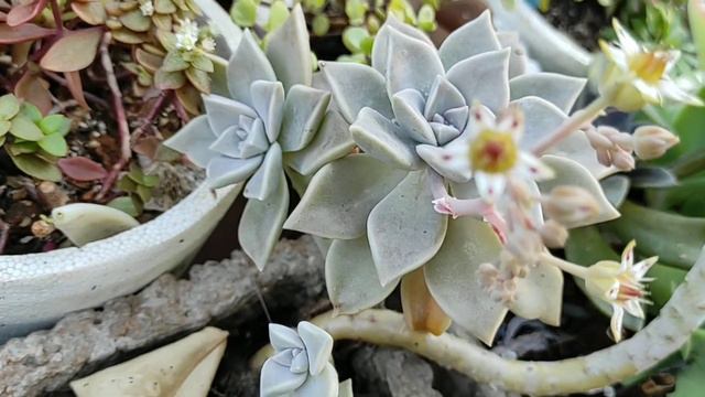 Suculentas en Flor 21 kalanchoe, graptopetalum, agavoides. смотреть онлайн