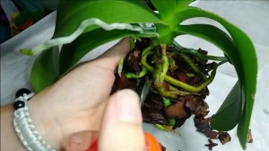 Пересаживаем орхидею.