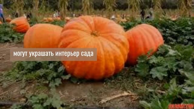 Тыква «Атлант» смотреть онлайн