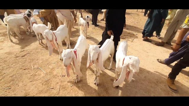 Tando Adam Bakra Mandi || Sindh Ke Gulabi || Gulabi Bache || Mandi Update смотреть онлайн