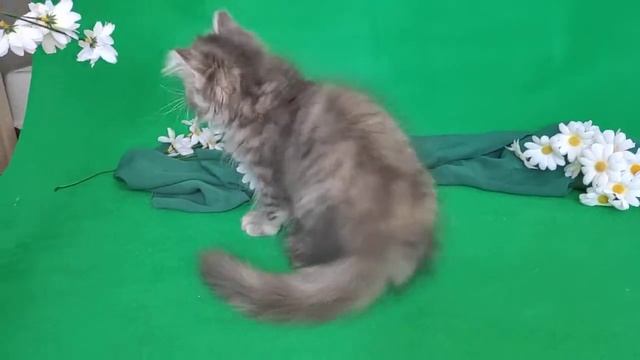 Шотландская кошка хайленд страйт Йока Сан смотреть онлайн