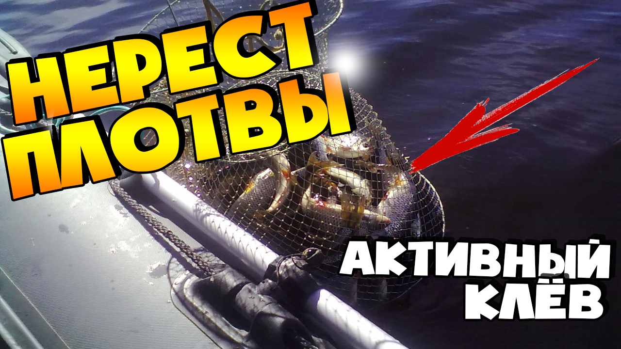 НЕРЕСТ ПЛОТВЫ | ПЛОТВА КЛЮЕТ КАК С ПУЛЕМЕТА | АКТИВНЫЙ КЛЕВ ПЛОТВЫ смотреть онлайн