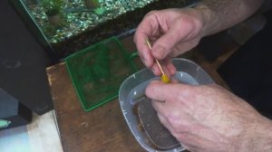 Цихлида колибри, еллоу, Labidochromis caeruleus. Извлечение мальков