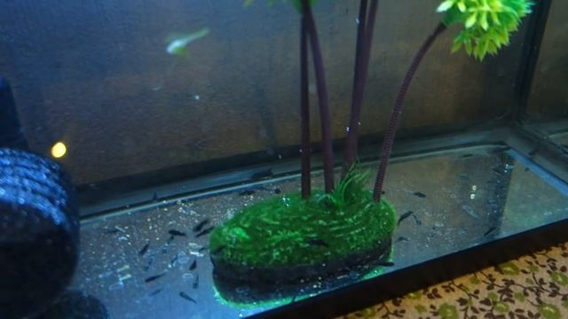 Аквариум дома для живородящих рыбок. смотреть онлайн
