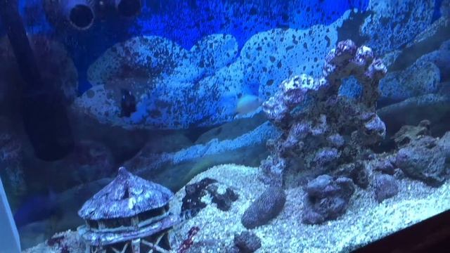 Как кормить аквариумную мурену. Snowflake Moray Eel Feeding. смотреть онлайн