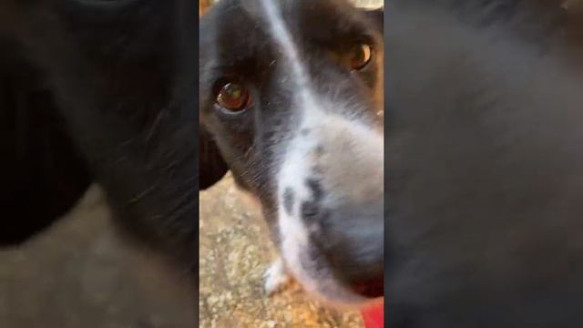 Бой - метис спаниеля. В добрые руки. смотреть онлайн