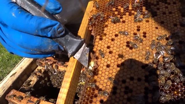 Выбираем лучший маточник из множества свищевых. смотреть онлайн