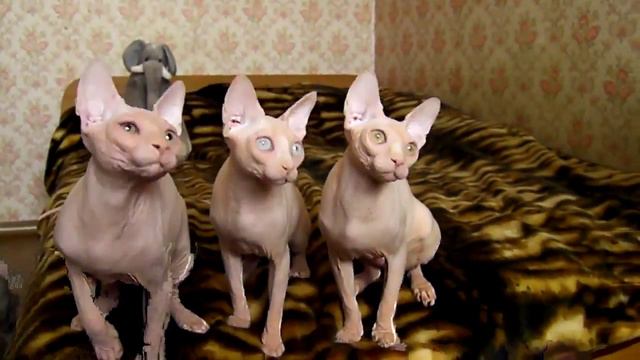 3 канадских сфинкса слушают музыку смотреть онлайн