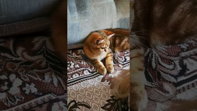 Зачем кот грызет волосы. Золотая Британская шиншилла. Golden British Chinhilla. British cat. смотреть онлайн