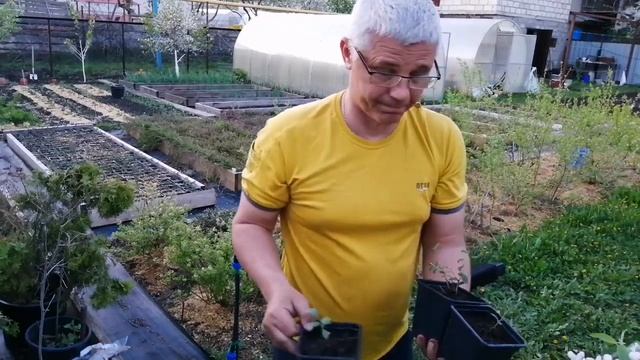 Черенкование брусники, проще некуда!!! Cuttings cranberries, easier nowhere!!! смотреть онлайн