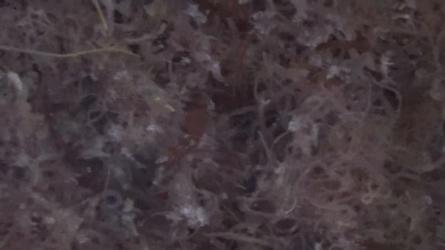трубочник ли это? смотреть онлайн