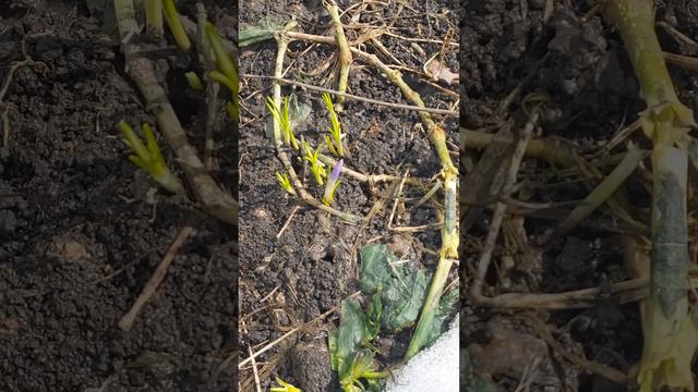 Весна... смотреть онлайн