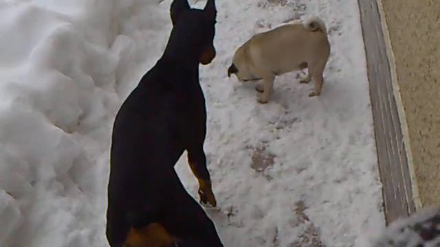 Mops Vs  Doberman