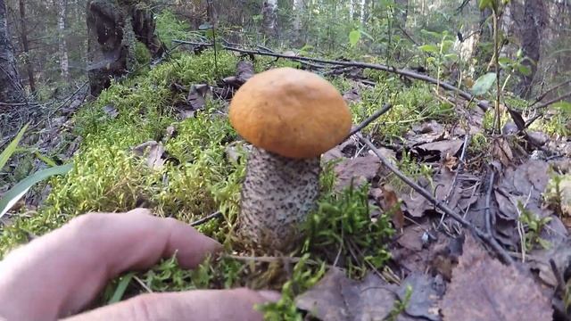 #2 Собираю грибы в засуху Подосиновики порадовали смотреть онлайн