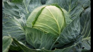Обзор сорта капусты "Сахарная голова" (характеристики, свойства, фото)