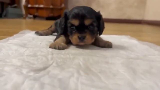 Кавалер Кинг Чарльз Спаниель