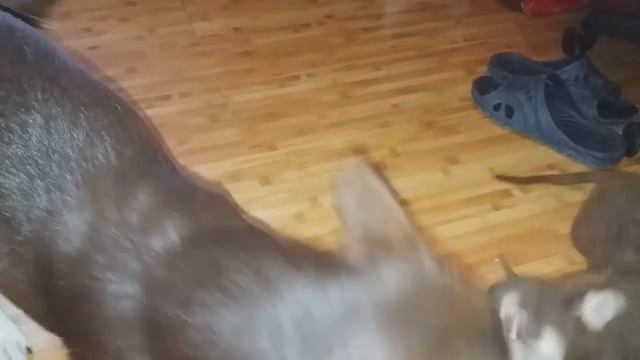 Наша домомучительница./Воспитаем домомучительницу./ смотреть онлайн