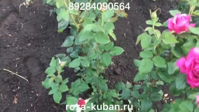 Клод Брассер смотреть онлайн
