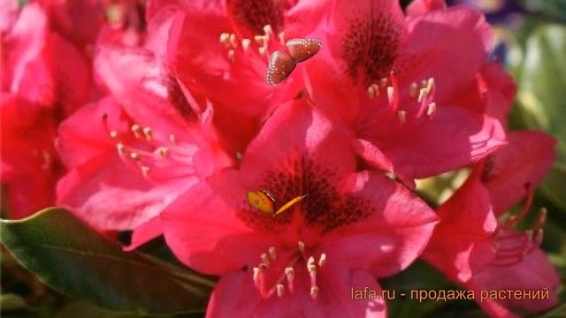 Рододендрон гибридный Нова Зембла ? обзор: как сажать, саженцы рододендроны Нова Зембла смотреть онлайн