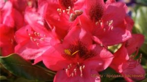 Рододендрон гибридный Нова Зембла ? обзор: как сажать, саженцы рододендроны Нова Зембла