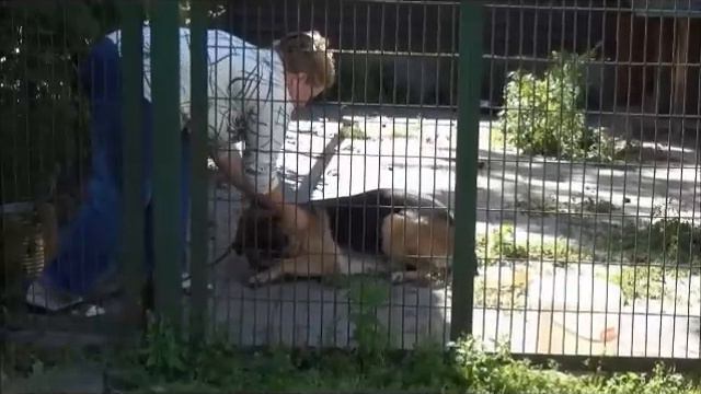 www.dogfriend.org: Пристегивание поводка пугает собаку смотреть онлайн