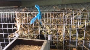 Разведение кроликов в гараже!