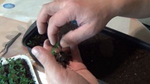 ПИКИРОВКА РАССАДЫ БАРХАТЦЕВ ДВУМЯ СПОСОБАМИ. ПИНЦЕТ ИЛИ ПЛАНКА-ЧТО ЛУЧШЕ?