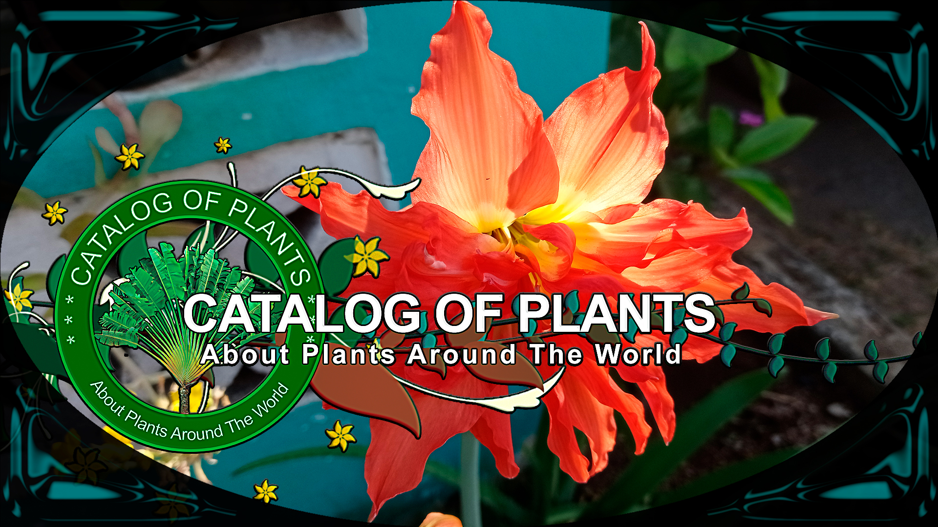 Hippeastrum Puniceum Var. Alberti  | Flowering Plants | ?? Panama |