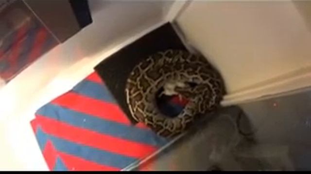Burmese Python eating mice Low res. смотреть онлайн