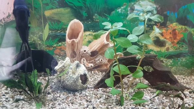 Как очистить керамику,декорации в аквариуме от водорослей? 348 смотреть онлайн