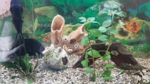 Как очистить керамику,декорации в аквариуме от водорослей?  348