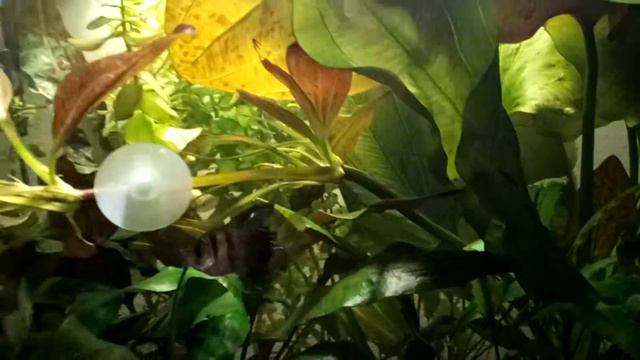 Простой аквариум смотреть онлайн