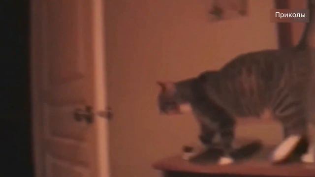 Не все кошки умеют прыгать | not all cats can jump смотреть онлайн