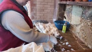 Гуси  породы Линда, результаты выращивания