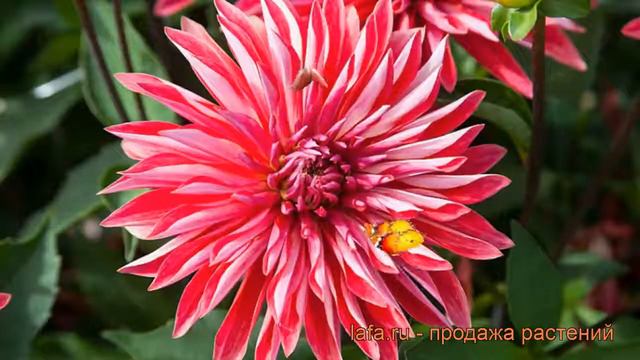 Георгина декоративная Селина (dahlia cultorum) 🌿 Селина обзор: как сажать, рассада георгины Селина смотреть онлайн