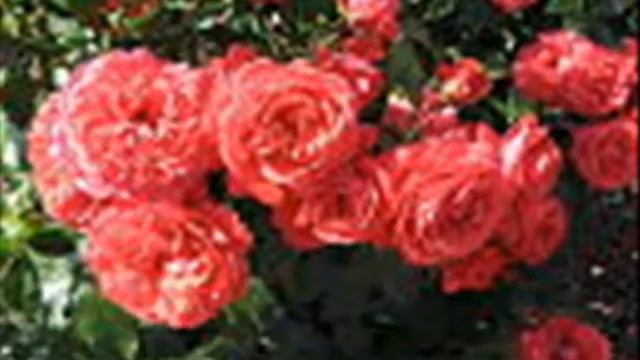 розы--как вы прекрасны!.wmv смотреть онлайн