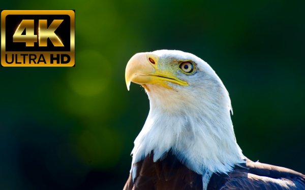 4K HDR 60fps Dolby Vision | World of Animals